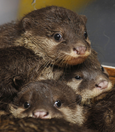 日だまりでぽかぽか、コツメカワウソの赤ちゃん 海遊館