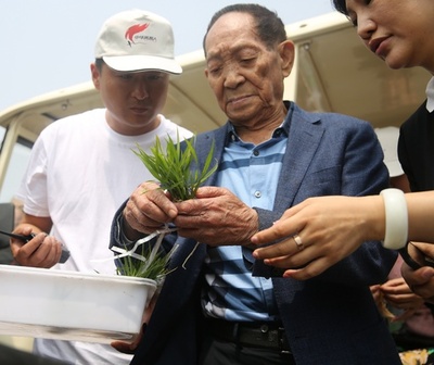 中国工程院の袁隆平氏、アルカリ土壌でのハイブリッド米試植を全面展開へ