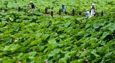 中国でハスの花が満開シーズン コロナ禍の疲れ癒やす