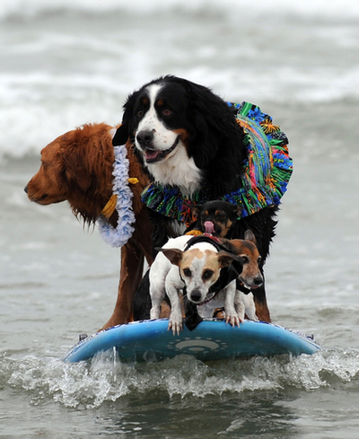 ドッグ・サーファーらが腕自慢、イヌのサーフィンコンテスト