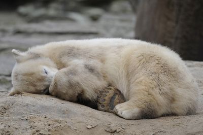 元祖・人工飼育クマのクヌート、立派に成長