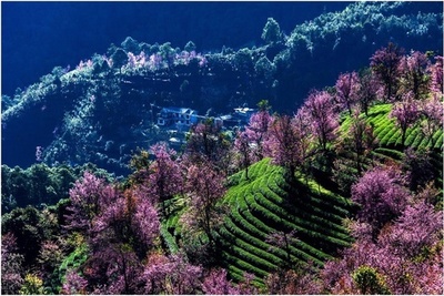 中国の無形文化遺産は保護・継承によって輝きを放つ