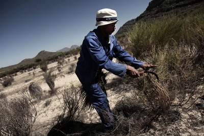 ルイボスティーが飲めなくなる？気候変動でルイボス消滅の危機 南ア