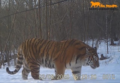 野生のアムールトラとアムールヒョウの画像を公開 中国・吉林省