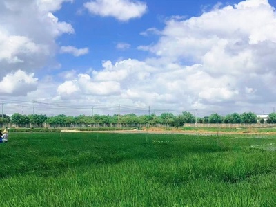 中国人科学者が水稲の高温感知メカニズム解明 安定生産を後押し