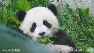 動画:パンダの「超アップ配信」 中国四川省