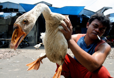 インドネシアで91人目の鳥インフル死者