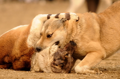 犬舎に240匹、韓国のオンライン闘犬賭博グループをフィリピンで摘発