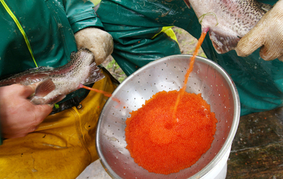 環境に優しい魚卵の採取方法、オーストラリアの企業が開発