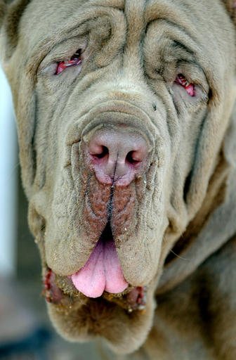 インド・ハイデラバードでドッグショー