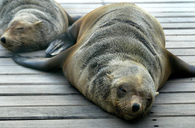 片側の脳だけ眠るオットセイ、誘発物質特定で不眠治療に光