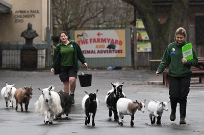 「ちゃんと数えてね」 英ロンドン動物園で恒例の個体数調査
