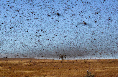 トノサマバッタのゲノム解読、効果的な駆除に期待 中国研究