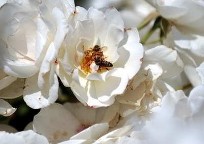 なぜミツバチが大量にいなくなったのか？ フランスで国際養蜂会議