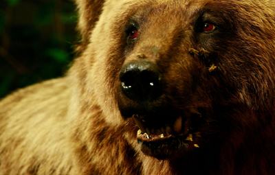 ドイツのお騒がせヒグマ「Bruno」、はく製が公開される