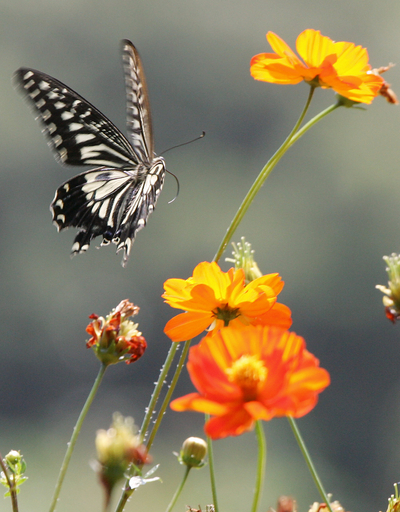 アゲハチョウ、足で産卵場所を｢味見｣？