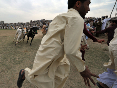 伝統の「ウシレース」開催 パキスタン