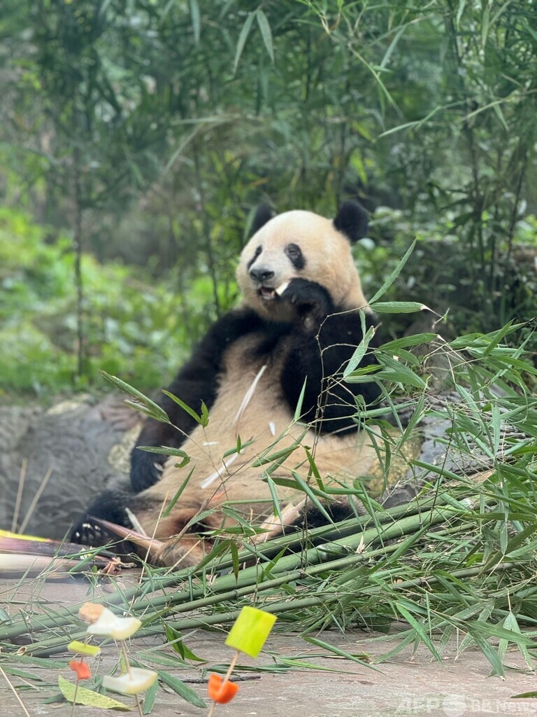 シャンシャンの7歳の誕生日を祝う！ 中日両国のファンが碧峰峡基地に集結