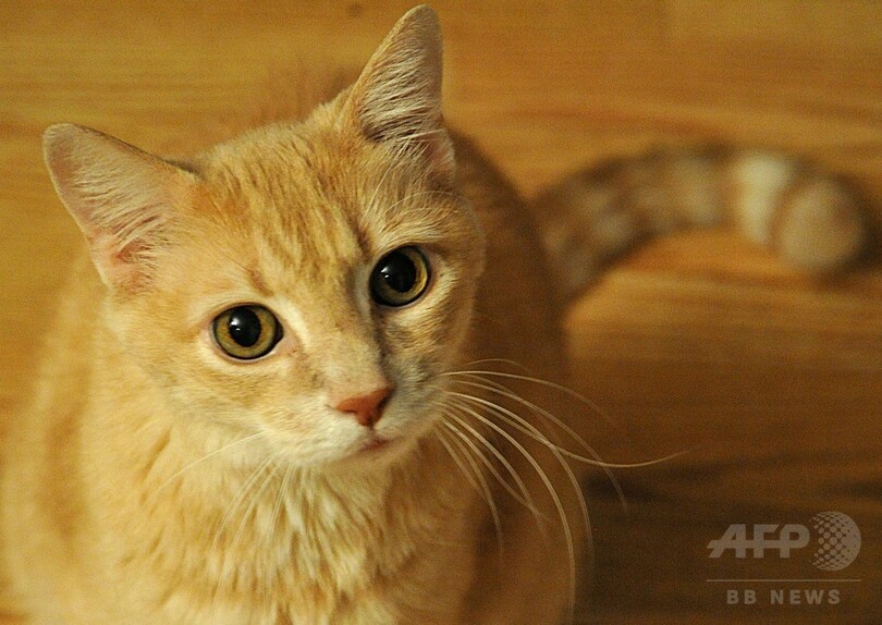 猫の家畜化 肉好きな習性が影響か 写真1枚 国際ニュース Afpbb News