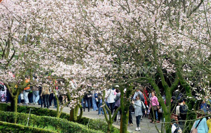 台湾の人びとの心とらえる桜と日本文化