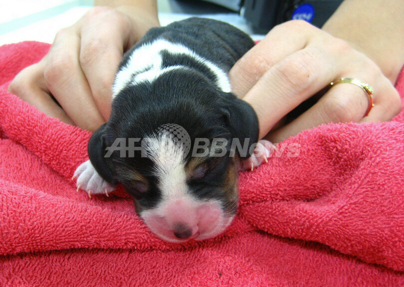 暗闇で赤く光るクローン犬、ソウル大チームが作製