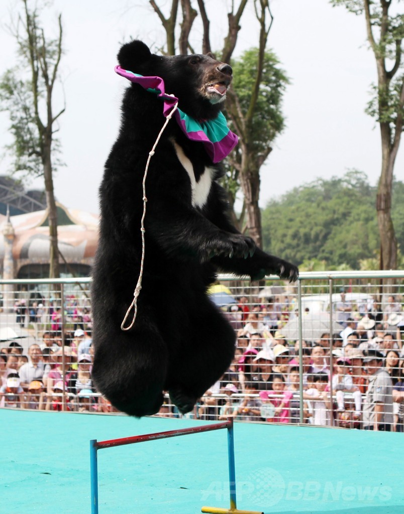 労働節に 動物オリンピック 中国の動物園 写真8枚 国際ニュース Afpbb News