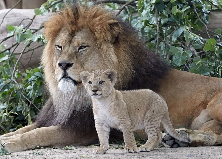赤ちゃん5頭の姿も バーバリライオンの家族 独動物園 写真8枚 国際ニュース Afpbb News
