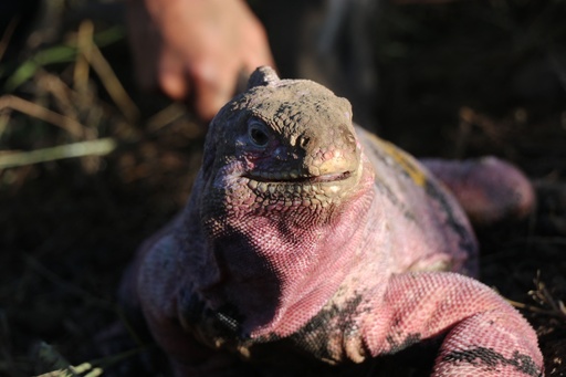 残りわずか211匹 ガラパゴス諸島のピンクイグアナ 個体数調査 写真13枚 国際ニュース Afpbb News