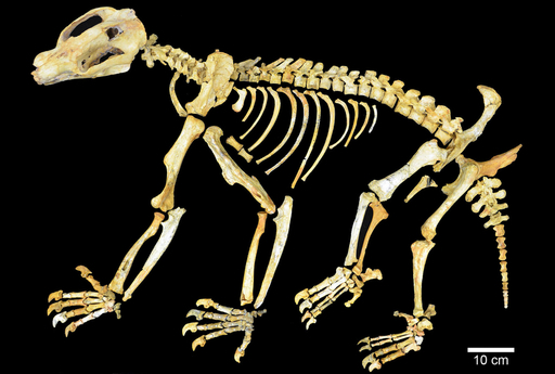 うぉんばっと ウォンバット - Wikipedia