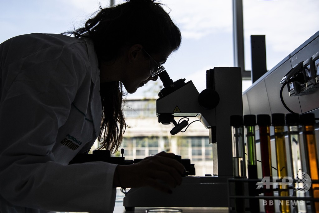アシタバは「不老長寿の薬」なのか、老化防止化合物発見 研究 アシタバは「不老長寿の薬」なのか、老化防止化合物発見 研究