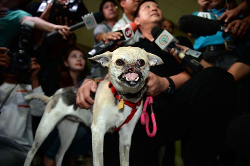 フィリピンの 英雄犬 永眠 少女2人守り顔面失う 写真8枚 国際ニュース Afpbb News