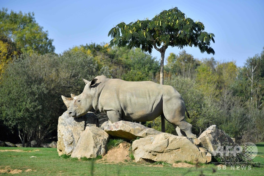 シロサイの「サナ」55歳で死ぬ、飼育下では世界最高齢 仏動物園