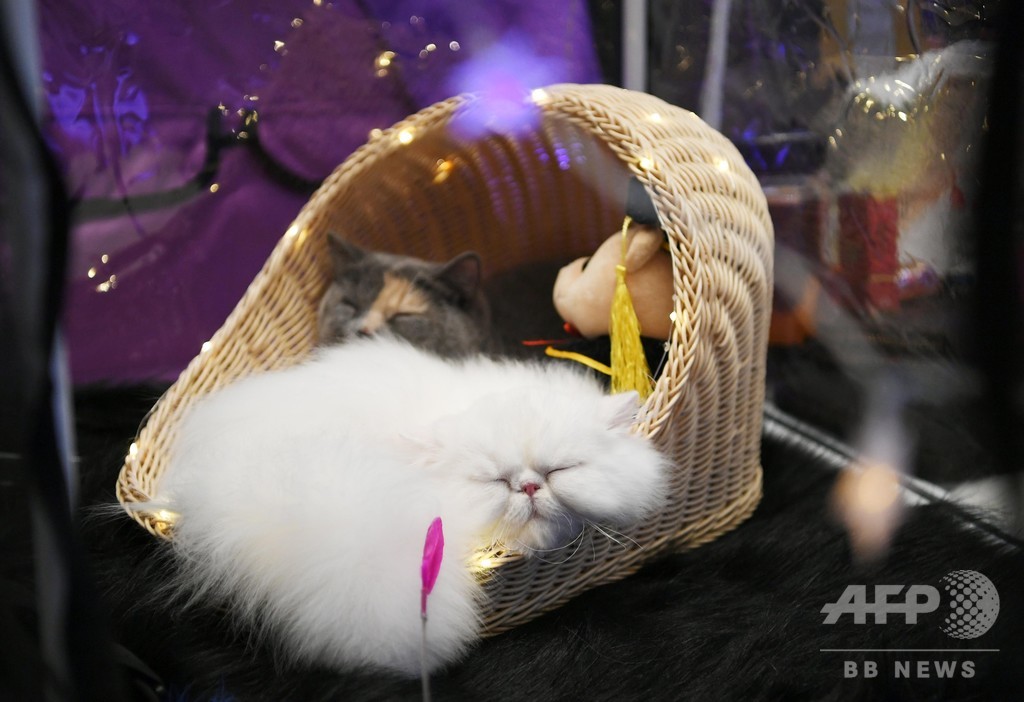 長春で猫のコンテスト 100匹超のニャンコが集結 長春で猫のコンテスト 100匹超のニャンコが集結