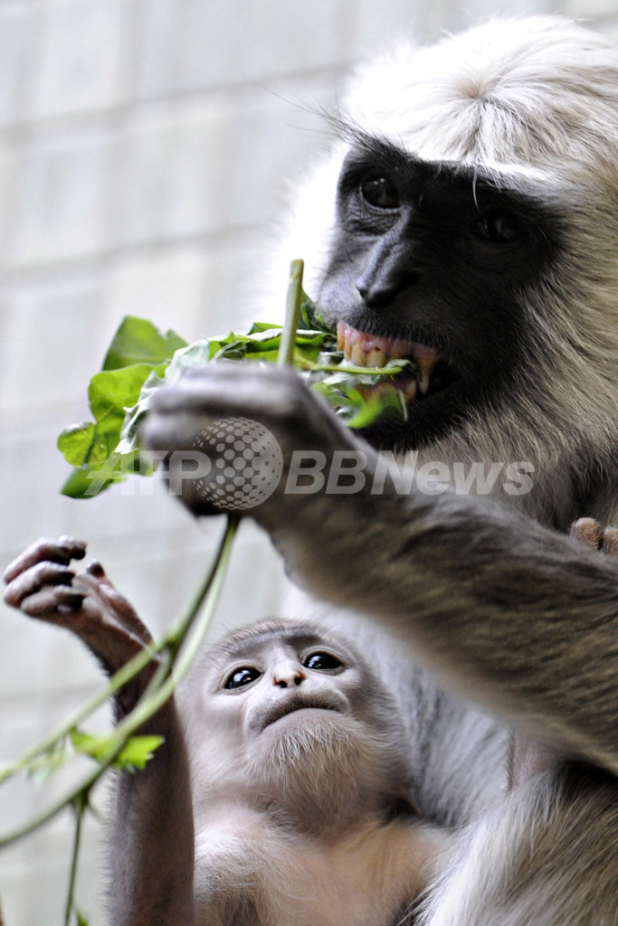 オナガザルの一種ハヌマンラングールの赤ちゃん、すくすく 写真5枚 国際ニュース：AFPBB News