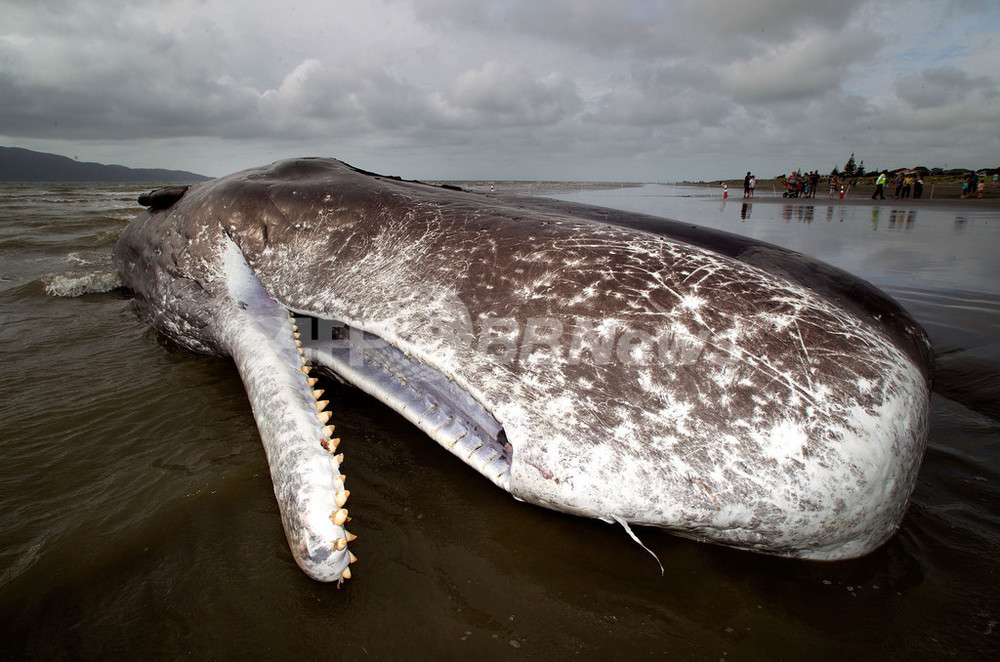 体長15メートルのマッコウクジラ死骸、NZ海岸に漂着 写真15枚 国際
