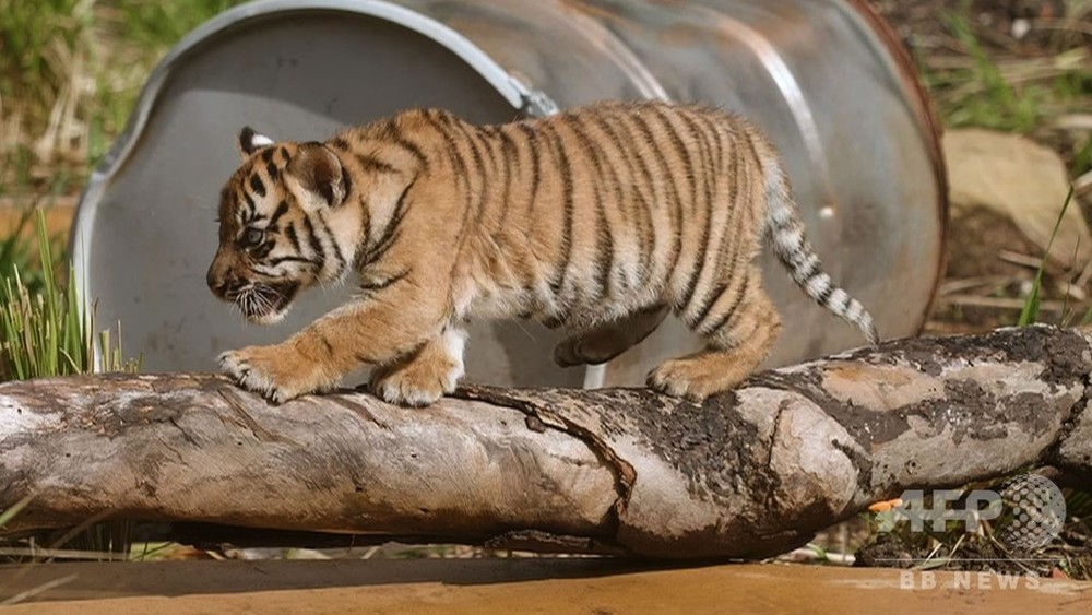 動画 希少なスマトラトラの赤ちゃん3頭 豪動物園で初公開 写真1枚 国際ニュース Afpbb News