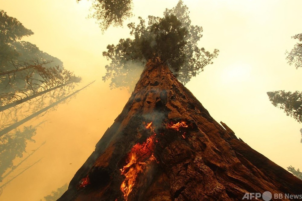 巨木焼失の危機 米加州山火事