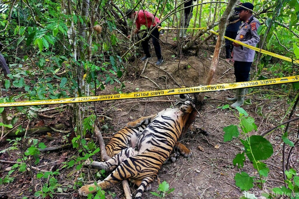 スマトラトラ3頭の死骸発見 インドネシア 写真3枚 国際ニュース：AFPBB News