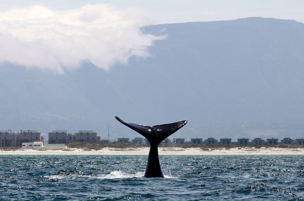 繁殖期のホッキョククジラ 自作曲を歌っていた 研究 写真1枚 国際ニュース Afpbb News