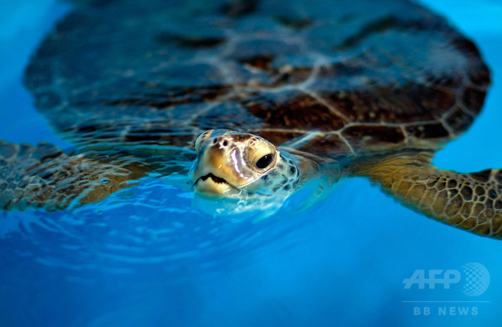 エビ漁でウミガメ5万頭が混獲死、米政府を提訴 写真1枚 国際ニュース
