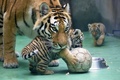 チェコ東部オロモウツの動物園でお披露目された双子のシベリアトラの子どもと世話を焼く母親トラ（2015年6月30日撮影）。(c)AFP/RADEK MICA