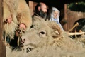 チェコ東部モラバ（Moravia）地方のロジュノフ（Roznov）にあるリトル・ウッデン・タウン（Little Wooden Town）で、キリスト（Jesus Christ）降誕劇を上演する役者とヒツジ（2013年12月22日撮影）。(c)AFP/RADEK MICA