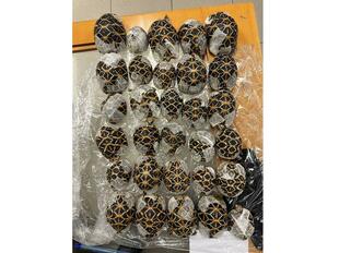 衣服の下にカメ30匹、台湾人の女を密輸容疑で逮捕 タイ