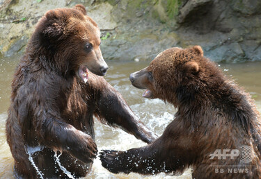 コメディアンズ VS クマちゃんズ Shocking! Experts explain. The war between bears and the Japanese