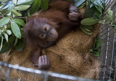 インドネシア警察、違法取引された赤ちゃんオランウータンを保護