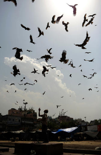 野鳥に餌をあげる男性、インド