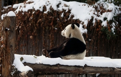 パンダのゲノム地図完成、遺伝子的に近いのはイヌ 北京ゲノム研究所