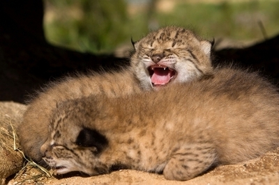 地中海地域の哺乳類の6種に1種が絶滅の危機、IUCN