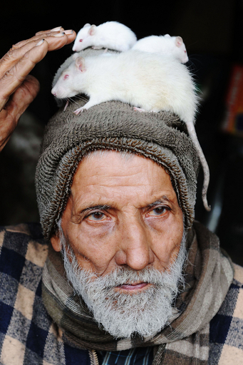 インドの商店主、60年間で助けた動物は数百匹