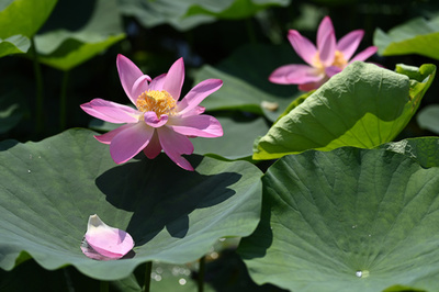 100年前の種子がルーツの「2代目の古代ハス」が開花 北京・円明園